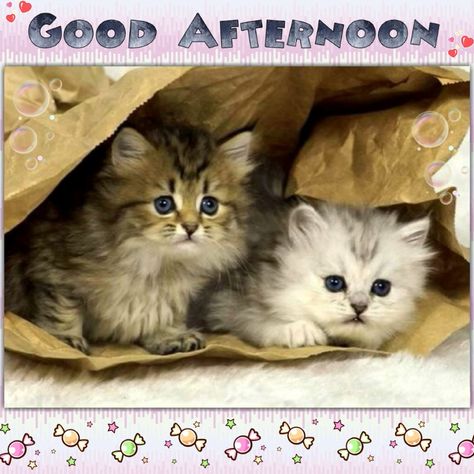 Good Afternoon Cat, Good Afternoon Sister, Afternoon Messages, Meme Reaction, Silly Photos, Cat Meme, Good Morning Good Night, Morning Wishes, Good Afternoon