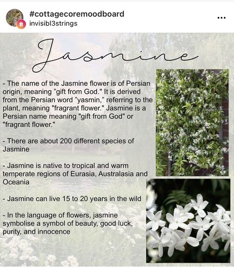 Meaning Of Jasmine Flower, Jasmine Name Meaning, Jasmine Flower Quotes, Jasmine Flower Meaning, Jasmine Meaning, Jasmine Flower Aesthetic, Herbal Nutrition, Flower Poetry, Dragon Tails