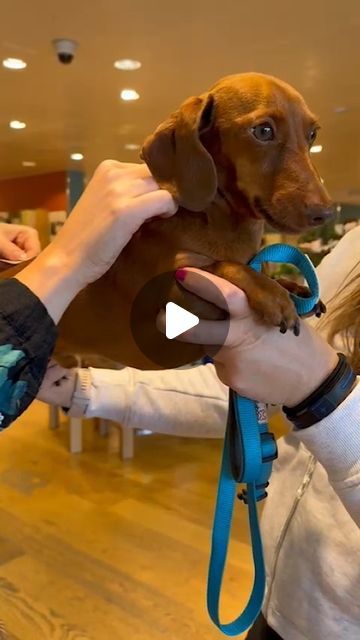 Sleeping Dachshund, Doxie Humor, Weenie Dogs Funny, Teacup Dachshund, Wiener Dog Puppies, Dachshund Funny Video, Dachshund Puppy Funny, Blue Dachshund, Baby Dachshund