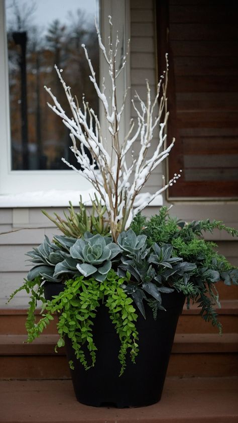 Transform your front porch with beautiful winter planters Learn how to create simple DIY outdoor decorations using fake tall Christmas trees easy pansies birch branches late lanterns and more Perfect for adding a touch of festive charm to your home during the cold season Plus discover farmhouse-inspired ideas for an outdoor winter wonderland Winter Outdoor Planter Ideas Evergreen, Winter Potted Plants Front Porches, Outdoor Winter Arrangements, Front Door Winter Decor Porch Ideas, Simple Winter Porch Decor, Winter Front Porch Planters, January Porch Ideas, Winter Flower Pots Outdoor, Outdoor Christmas Planters Winter Porch