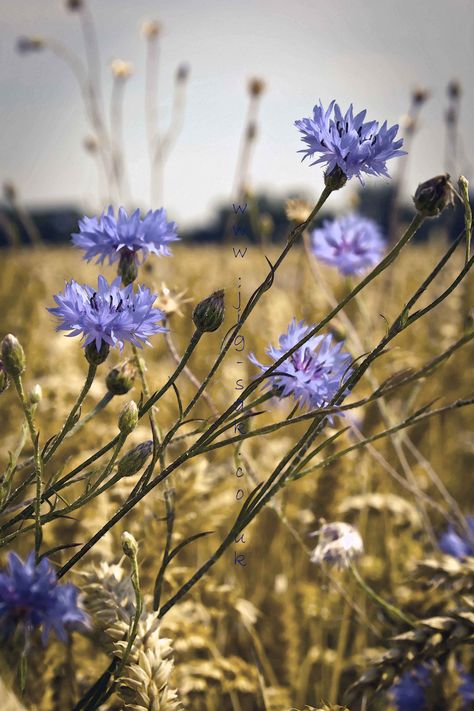 Cornflowers Aesthetic, Cornflower Aesthetic, Wildwood Flower, Nature Details, Flower Language, Flower Meanings, Wheat Field, Wheat Fields, Sketchbook Ideas