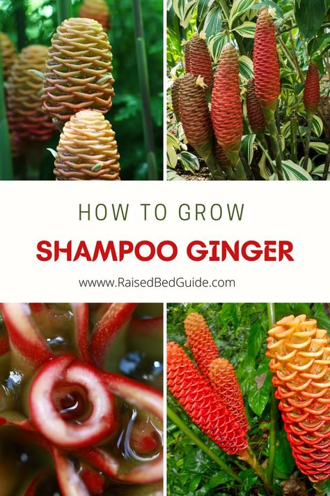 Shampoo Flower Plant, Shampoo Ginger Plant, Ginger Plant Flower, Shampoo Plant, Shampoo Ginger, Soap Plant, Ginger Shampoo, Raised Bed Gardening, Flower Cones