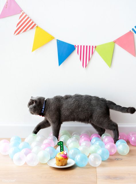 Flag Birthday Party, Cat Happy Birthday, Cat Celebrating, Scottish Fold Cat, Happy Birthday Cat, Cupcake Birthday Party, Animal Photoshoot, Fold Cat, Kitten Birthday