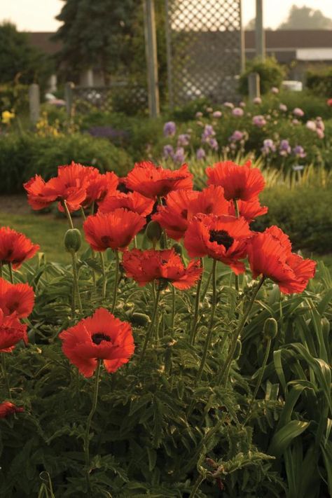 Oriental Poppy (Papaver orientalis ‘Flamenco Dancer’) Red And White Garden, Groundcover Plants, Garden Perennials, Hgtv Garden, Full Sun Perennials, Shade Gardens, Flamenco Dancer, Perennial Flowers, Flower Picks