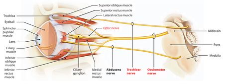 Optic Nerve Anatomy, Median Nerve Anatomy, Trigeminal Nerve Anatomy, Anatomy Of Eye Notes, Oculomotor Nerve, Nerve Innervation Anatomy, Maxillary Nerve, Tongue Muscles, Glossopharyngeal Nerve