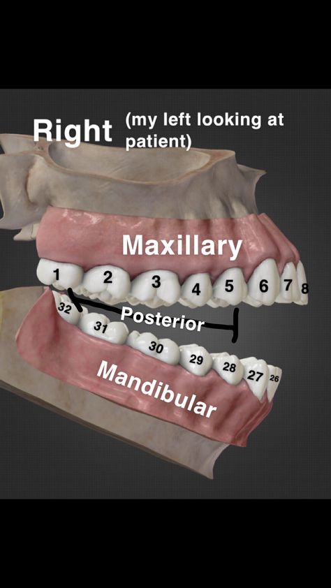 I’m new to the Dental Assisting world so I made this for myself to memorize the numbers of the teeth 😄 hope this helps someone!!             dental dental assistant dentist dental hygiene teeth tooth teeth numbering tooth number number dental study study numbering helpful Rda Dental Study Guides, Dental Assisting Study Notes, Dental Assistant X Ray Study, Dental Assistant Instructor, Dental Radiology Study, Dental Hygiene School Study Guides, Dental Hygiene Quotes, Dental Assistant Study Notes, Dental Assistant Aesthetic