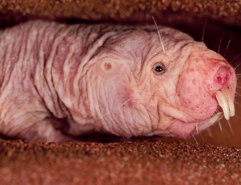 Naked mole rats live for over 30 years. Frans Lanting, Buck Teeth, Bizarre Animals, Mole Rat, Ugly Animals, Funny Animals With Captions, Chinchillas, Animal Facts