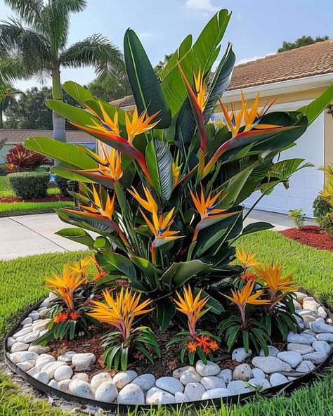 Bird Of Paradise Plant Outdoor Landscape, Bird Of Paradise Garden, Tropical Plants Outdoor, Tropical Backyard Landscaping, Paradise Plant, Tropical Garden Design, Front Garden Landscape, Tropical Backyard, Potted Plants Outdoor