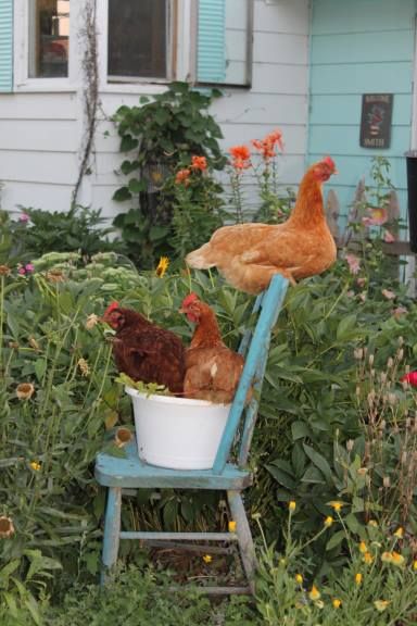 Cottagecore Backyard, Urban Chickens, Livestock Farming, Farm Lifestyle, Farm Photography, Cottage Garden Design, Backyard Chicken Coops, Countryside House, Backyard Chickens