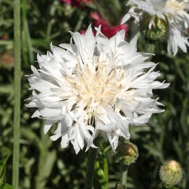 Tall White, Cornflower Seeds Bachelor Button Flowers, Garden Catalogs, Bachelor Buttons, Rose Seeds, Perennial Border, Shade Flowers, Pollinator Garden, How To Attract Birds, Wildflower Seeds