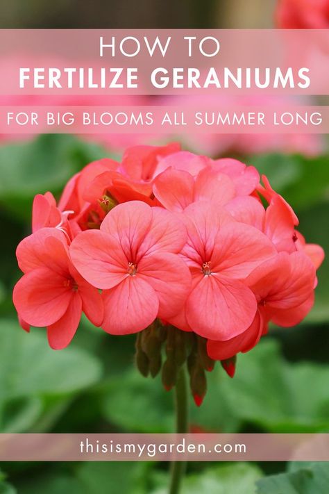 A closeup photo of a geranium in full bloom. (From Canva) Hydrangea Plant Care, Geranium Care, Geraniums Garden, Geranium Plant, Geranium Flower, Planting Hydrangeas, Amazing Flowers, Geraniums, Garden Planters