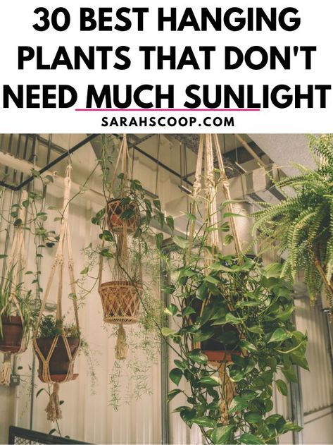 Plants That Require No Sunlight, Hanging Snake Plant, House Plants That Dont Need Sunlight, Low Light Trailing House Plants, Low Light Hanging Indoor Plants, Plants That Need No Sunlight, Indoor Plants That Dont Need Sunlight, Hanging Plants Indoor Window, Plants That Dont Need Sunlight