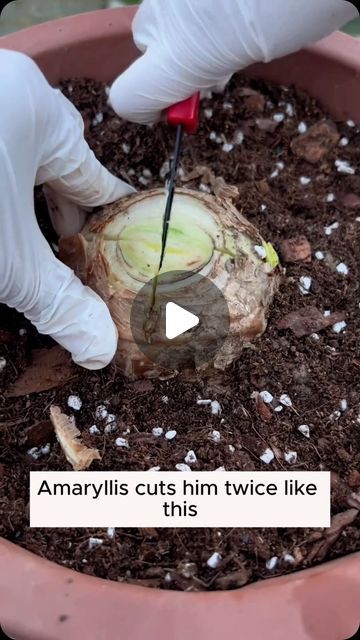 Amaryllis Care, Taking Care Of Plants, Feline Eyes, Amaryllis Plant, Pots For Indoor Plants, Grafting Plants, Succulent Garden Indoor, Amaryllis Bulbs, Planting Ideas