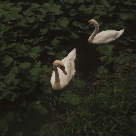 Unknown Picture, Green Swan, Magical Life, Pretty Animals, White Swan, Swan Lake, Ethereal Art, Black Swan, Book Inspiration