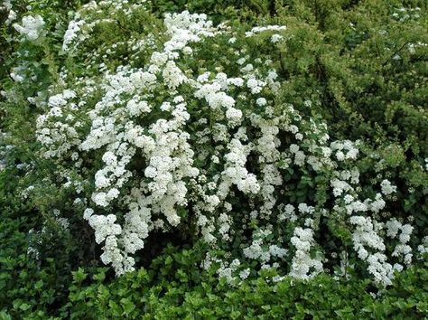 25 Bushes with White Flowers | White Flowering Shrubs |