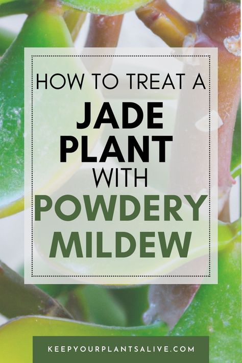 how to treat a jade plant with powdery mildew Jade Plant Problems, Jade Plant Care, Grow Succulents, Jade Tree, Planters Garden, Jade Plant, Plant Problems, Crassula Ovata, Pothos Plant