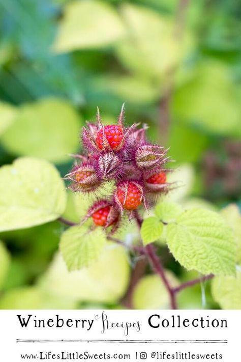 Wineberry Recipes Collection - Learn about these tart, delicious, red, foraged berries found in NJ & PA, Wineberries (Japanese Raspberry), when they are in season (late June-July) and recipes that you can use them in! #wineberries #foragedberries #nj #pa #wineberry #Japaneseraspberry #recipes #sweet #tart #fruit #berries Wine Berry Recipes, Wineberry Recipes, Tart Fruit, Sweet Potato Recipes Fries, Berry Trifle, Farmer Market, Fruit Berries, Galette Recipe, Foraged Food