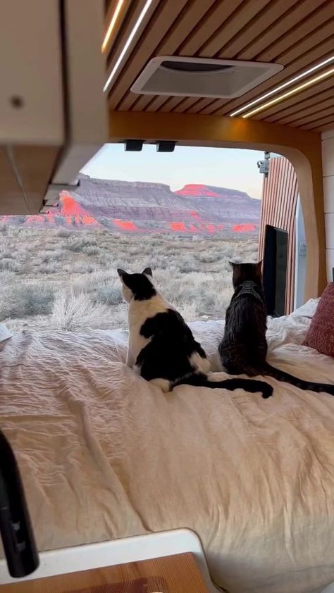 good morning from the desert! new van tour coming on Monday #vanlife #vanlifewithcats #adventurecat | Quin Gable | Quin Gable · Original audio Van Tour, Adventure Cat, Bus Life, Van Home, Van Living, Cat Travel, Travel Items, Pretty Places, Oh The Places Youll Go