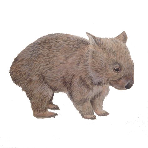 #watercolour #wombat #australia Wombat Watercolour, Wombat Illustration, Australian Mammals, Carnival Posters, Character Model, Character Model Sheet, Illustration Ideas, Australian Native, Australian Animals