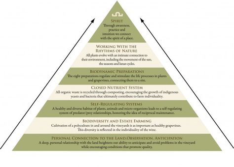 7 Building Blocks of Biodynamic Farming and Gardening Biodynamic Gardening, Organic Wine, Urban Homesteading, Sustainable Agriculture, Food Forest, Sustainable Farming, Nature Plants, Urban Farming, Organic Farming