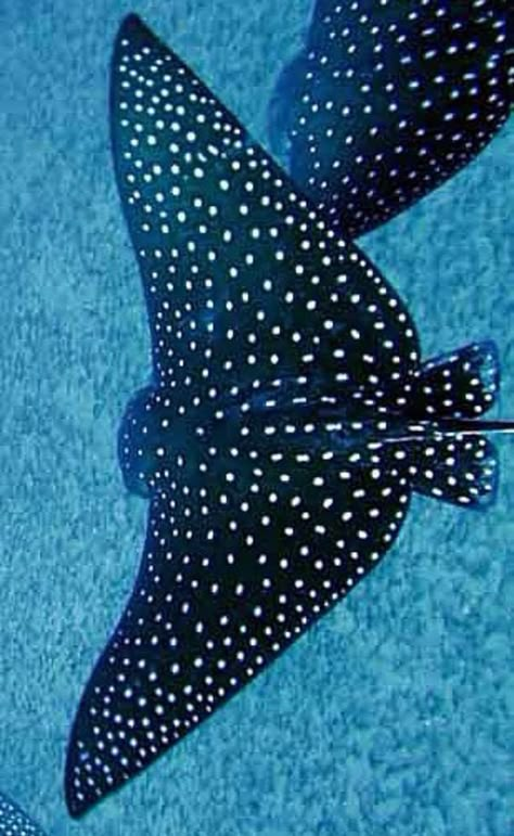 Shaved Animals, Spotted Eagle Ray, Creature Marine, Eagle Ray, Fauna Marina, Animals Crossing, Beautiful Sea Creatures, Underwater Creatures, Underwater Life