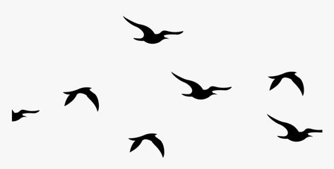 Birds Silhouette, Flying Bird Silhouette, Photo Clipart, Silhouette Tattoos, Birds In The Sky, Bird Clipart, Blur Photo Background, Best Photo Background, Flying Birds