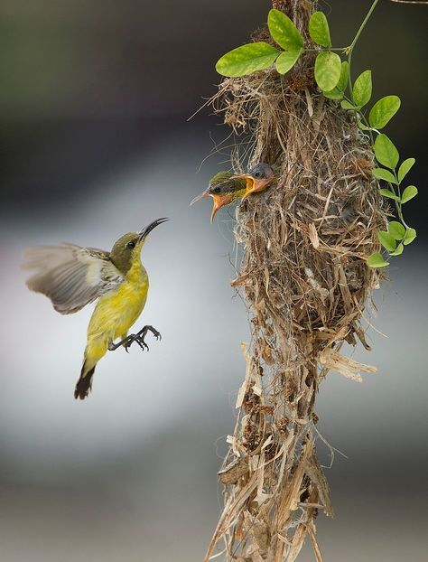 A female Olive-backed Sunbird feeds babies in Banting, outskirt of Kuala Lumpur, Malaysia Mother Bird, Birds Nest, Baby Bird, Bird Cages, Pretty Birds, Bird Nest, Bird Watching, Bird Feathers, Love Birds