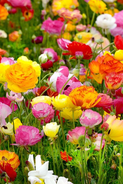 Runuculous Flower Garden, Ranunculus Aesthetic, Grow Ranunculus, Ranunculus Garden, Ranunculus Asiaticus, Cut Garden, Colourful Garden, Plant Tips, Ranunculus Flowers