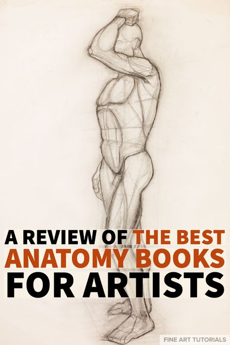 In this guide, we’ll compare some of the best anatomy books for artists. We outline how each book can help you on your way to improve at drawing figures and portraits. #anatomybooks #anatomybooksforartists #artanatomy #figuredrawing #figuredrawingbooks #artbooks #booksforartists #portraitdrawing #portraitdrawingbooks #drawingbooks #bookreview #artbookreview Anatomy Books For Artists, Anatomy Books, Books For Artists, Drawing Figures, Anatomy Book, Figure Drawing Tutorial, Beginner Drawing Lessons, Beginner Drawing, Black Cat Art