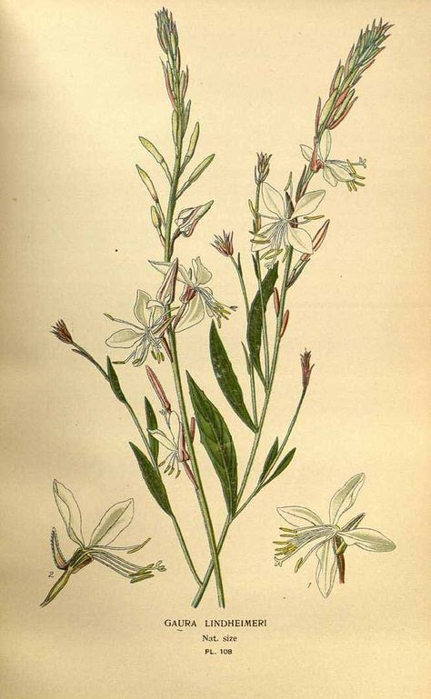 119800 Gaura lindheimeri Engelm. & A. Gray / Step, E., Bois, D., Favourite flowers of garden and greenhouse, vol. 2: t. 108 (1896-1897) [D.G.J.M. Bois] Gaura Plant, Garden Labels, Plant Journal, Antique Botanical Print, Favourite Flowers, Victorian Flowers, Plant Painting, Plant Drawing, Antique Maps