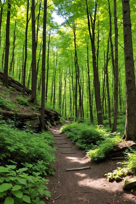 Trails of Tranquility: Top Hiking Trails for Every Connecticut Adventurer Hiking Trail Aesthetic, Trail Aesthetic, Fall In Connecticut, Forest Paths, Forest Hike, Ohio State Parks, Beginner Hiking, Trail Life, Serene Forest