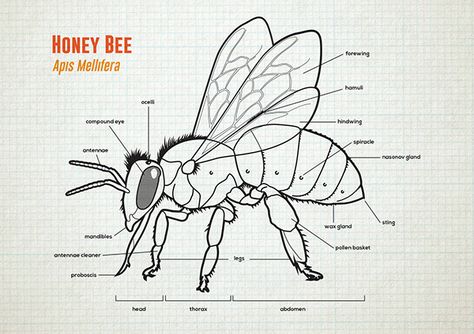 Honey Bee Anatomy & Lifecycle on Behance Honey Bee Anatomy, Bee Diagram, Bee Anatomy, Honey Bee Drawing, Felted Bee, Honey Bee Facts, Honey Bees Keeping, Insect Study, Bee Life Cycle