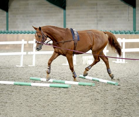 Nine horse lunging exercises to help your horse work correctly - Your Horse Lunging Exercises For Horses, Ground Work For Horses, Horse Lunging, Horse Jumping Exercises, Horse Training Exercises, Horseback Riding Tips, Riding Tips, Horse Exercises, Horse Riding Tips