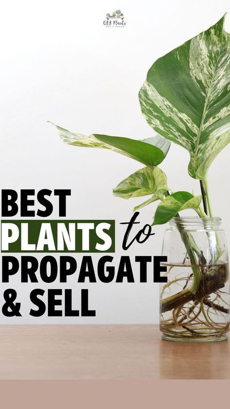 If you enjoy collecting houseplants, you know it can be an expensive hobby. You can offset the cost of adding new plants to your collection by selling propagated plants. The key to making money is knowing what the best plants to propagate and sell are. We’re here to help you determine which plants are best to grow for profit. We’ve compiled a list of the top 15 plants you can propagate and sell for a decent profit. Easy Houseplants To Propagate, Plant Propagation Decor, Selling Propagated Plants, Best Plants To Propagate, Easy To Propagate House Plants, Most Profitable Plants To Grow, Plants You Can Propagate, Best Plants To Grow And Sell, How To Sell Plants