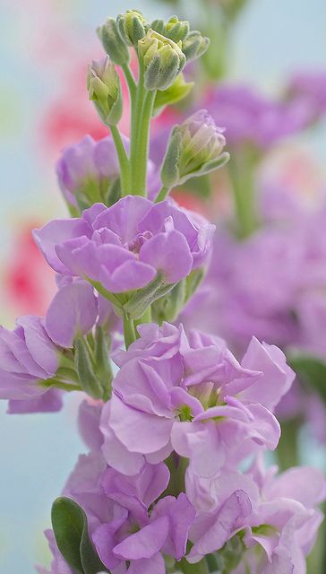 Purple stock gillyflower - prachtige lavendelblauwe en geurende violier - matthiola incana Stocks Plant, Matthiola Flower, Stocks Flowers, Gilly Flower, Matthiola Incana, Lavender Stock, Stock Flowers, Floral Design Classes, Flower Identification