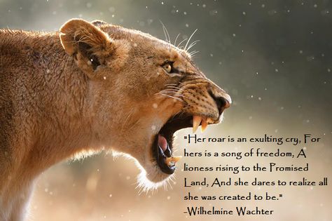 A blog of poetry, psalms and writings by McNorris S Hakata and Wilhelmine Wachter Elf Paladin, Lioness Quotes, Lioness Tattoo, Female Lion, Lion Quotes, Lion And Lioness, Lion Images, Lion Pictures, Paint Projects