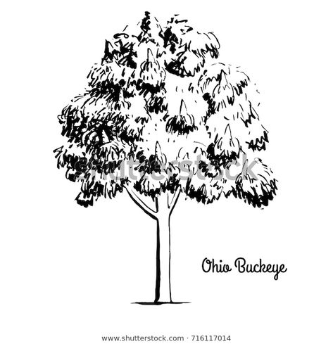 Buckeye Tree Tattoo, Ohio Buckeye Tree, Ohio Tattoo, Buckeye Tree, Ohio Buckeyes, 2024 Aesthetic, Vector Sketch, Uncle Rick, Tree Drawing