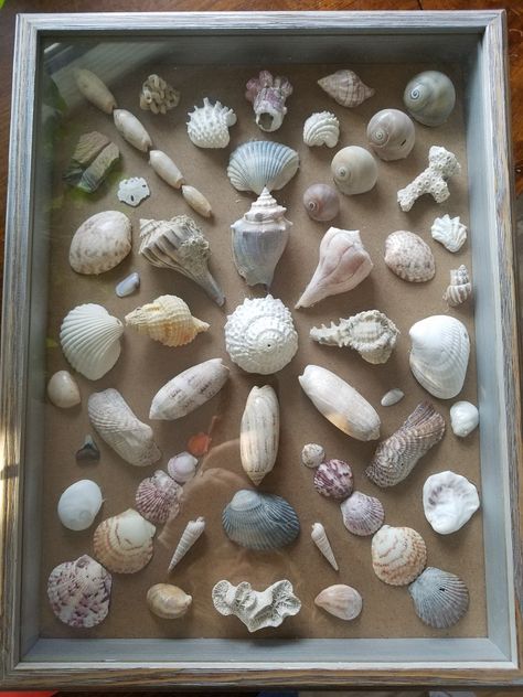 Shadow Box With Shells, Shadow Box Seashell Ideas, Seashell Keepsake Ideas, Seashell Shadow Box Ideas, Shell Shadow Box Ideas, Displaying Seashells, Framed Shells, Shell Pictures, Seashell Shadow Boxes