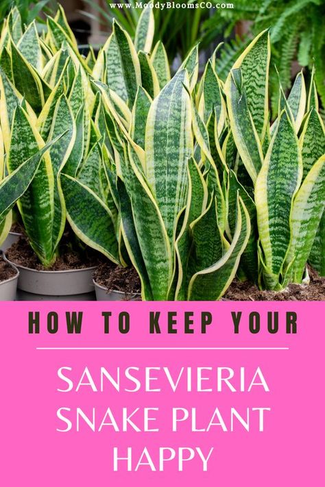 Pretty Doctor, Mother In Law Plant, Snake Plant Indoor, Snake Plant Propagation, Snake Plant Care, Sansevieria Plant, Household Plants, Plant Care Houseplant, Inside Plants