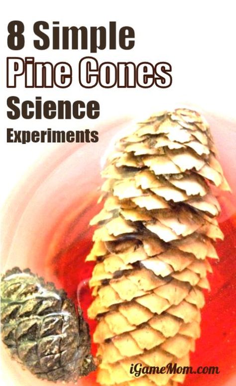 Pine Cone Science Experiments for Kids Pine Cone Stem Activities, Pine Cone Activities, Simple Science Activities, Coding Websites, Outdoor Learning Activities, Steam Ideas, Learn Coding, Science Experiments For Kids, Simple Science