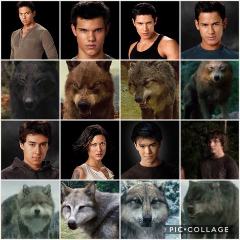 Twilight Saga Wolf Pack, Twilight The Wolf Pack, Jacob Black Fan Art, Wolf Pack Twilight, Twilight Quileute, Quileute Pack, Werewolf Twilight, Wolf And Human, Twilight Werewolves