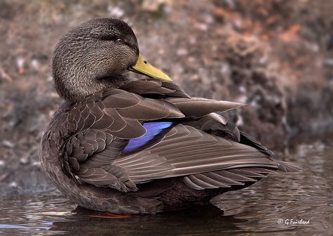 American Black Duck, Hunting Backgrounds, Duck Pics, Duck Mounts, Duck Mount, Rooster Breeds, Duck Breeds, Duck Stamp, Quail Hunting