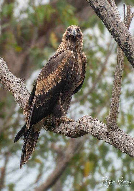 Native Birds Australia | Wedge-tailed Eagle | Facebook Australian Wedge Tailed Eagle, Wedge Tailed Eagle, Images Beautiful, Eagle Images, Animal Reference, Aboriginal People, Australian Wildlife, Dirt Road, Tree Stump