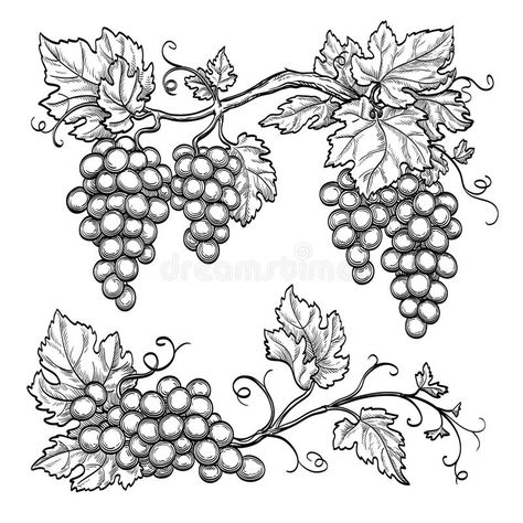 Grape Drawing, Vine Drawing, Pola Bordir, Gourds Crafts, Wood Burning Patterns, Hand Drawn Vector Illustrations, Leaf Drawing, Wood Burning Art, Grape Bunch