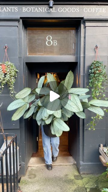 Plant Shop Edinburgh UK |🪴☕️ on Instagram: "Leaf patterns that look as if they have been painted on, this Ctenanthe setosa ‘Grey Star’ is making a big statement at our St Vincent Street shop 💚🪴  Place this lovely leafy friend in bright, indirect light and mist frequently throughout the week to increase humidity. Allow the top inch to dry out completely between waterings and feed with a general houseplant feed in the Spring and Summer for optimal results.  Available online for local delivery too 🚚   #ctenanthe #ctenanthesetosa #calathea #calathealovers #houseplants #marantaceae #marantaceaeclub #urbanjungle #bigplants #growurban #edinburgh" Ctenanthe Setosa, Bright Indirect Light, Edinburgh Uk, Leaf Patterns, Plant Shop, Big Plants, St Vincent, Urban Jungle, Best Coffee