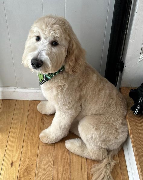 Golden Doodle Haircut, Doodle Cuts, Goldendoodle Haircuts, Daisy Doodle, Goldendoodle Grooming, Grooming Ideas, Puppy Grooming, Puppy Coats, Puppy Cut