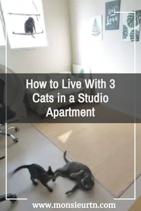 Studio Apartment Cat Ideas, Cat Area In Apartment, Cat Set Up In Apartment, Goals Manifestation, Japan Apartment, Cat Apartment, Cozy Studio Apartment, Apartment Pet, Cat Area