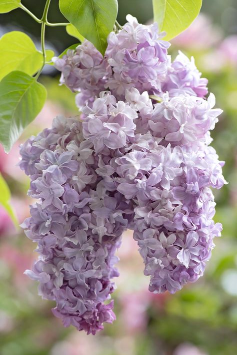 Aromatherapy | Renae Smith | Flickr Lilac Cottage, Jay Ryan, Parts Of A Flower, Favorite Flower, Charming Garden, Lilac Flowers, Fragrant Flowers, Gorgeous Gardens, Flowering Trees