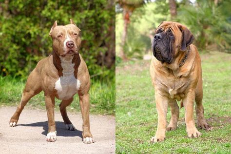 Pit Mastiff (Pitbull & Mastiff Mix) Info, Pictures, Facts, FAQs & More American Bandogge Mastiff, Pitbull Mastiff, Pitbull Types, Bull Mastiff Dogs, Bull Mastiff Puppies, Mastiff Mix, Mastiff Breeds, Mastiff Puppies, Mastiff Dogs