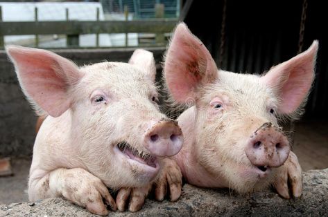 Talking pigs. Two pigs up on edge of sty looking like they are talking to the vi , #Affiliate, #edge, #pigs, #Talking, #viewer, #talking #ad Hog Farm, Raising Pigs, Funny Pigs, Mother Earth News, This Little Piggy, Surprising Facts, Cute Pigs, Pigs, Farm Animals